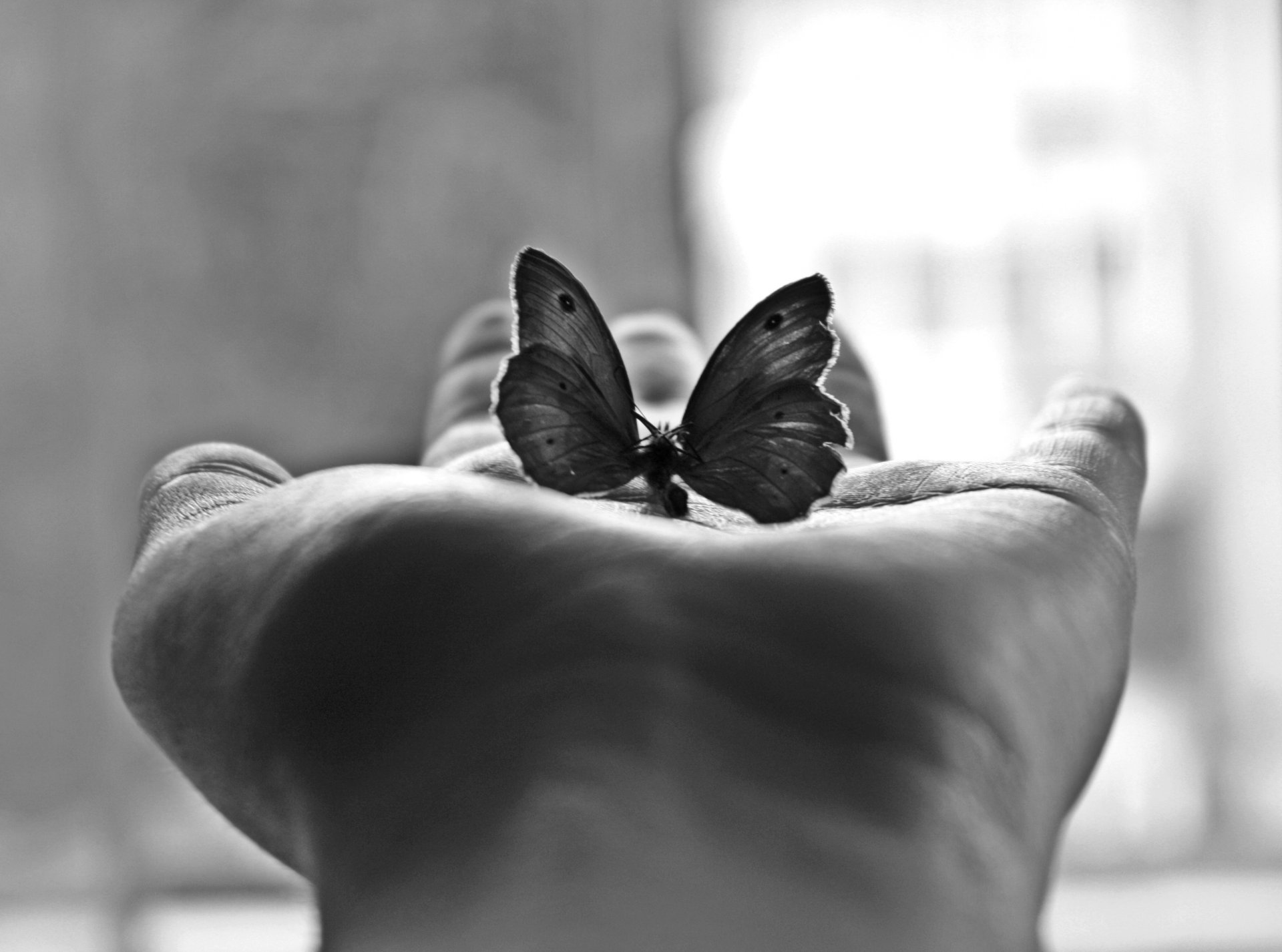 minimalismo palma mariposa fotografía en blanco y negro