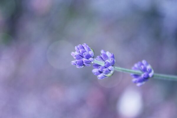 Field lilac flower on the background