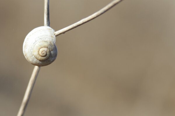 The snail crawls up the branch