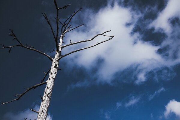 Sky in white clouds view from the bottom