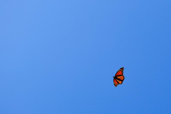 Ein orangefarbener Schmetterling fliegt in den blauen Himmel
