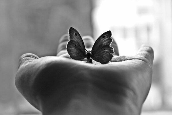 Foto Monocromática de una mariposa en la palma de su mano