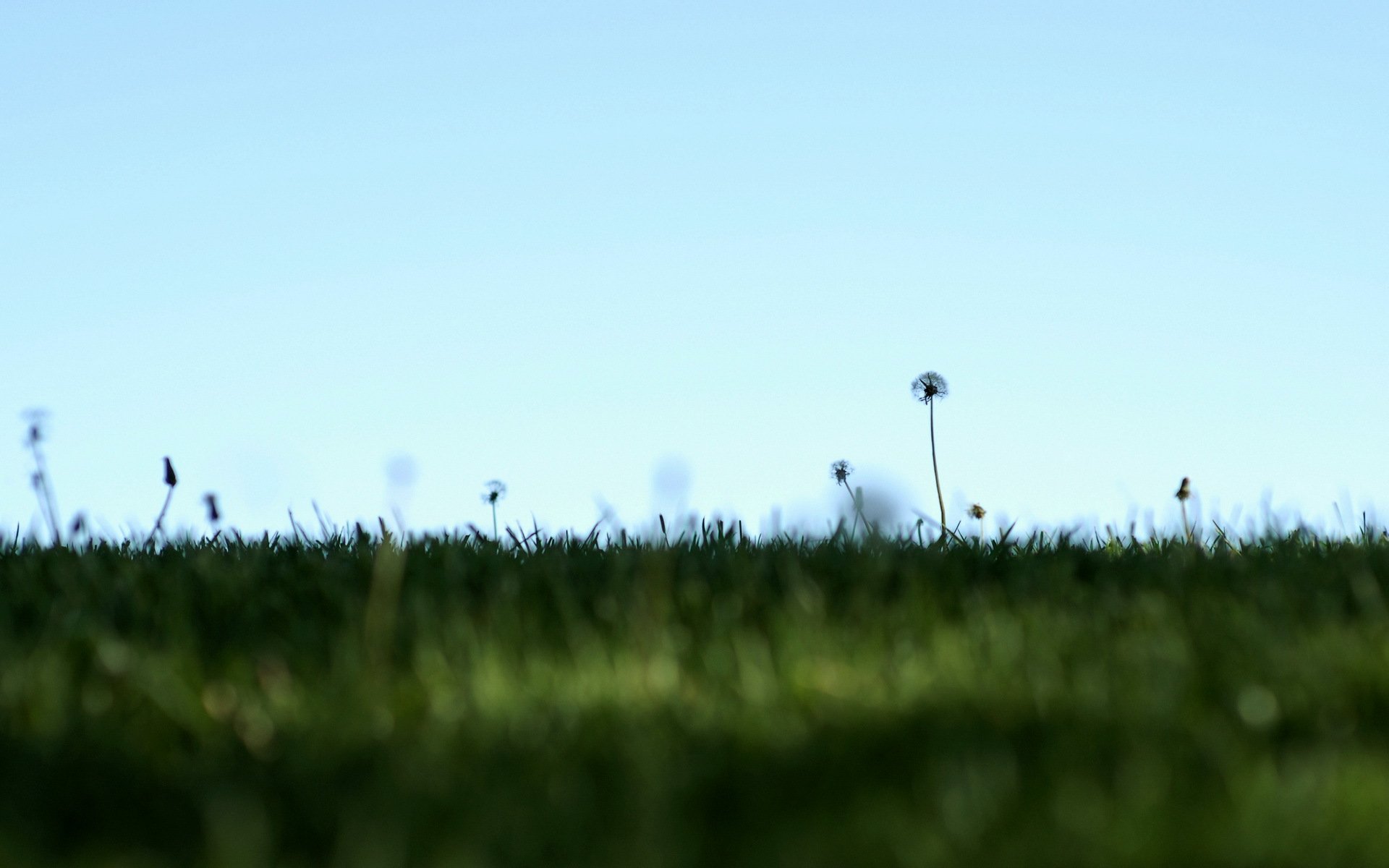 campo cielo denti di leone natura minimalismo