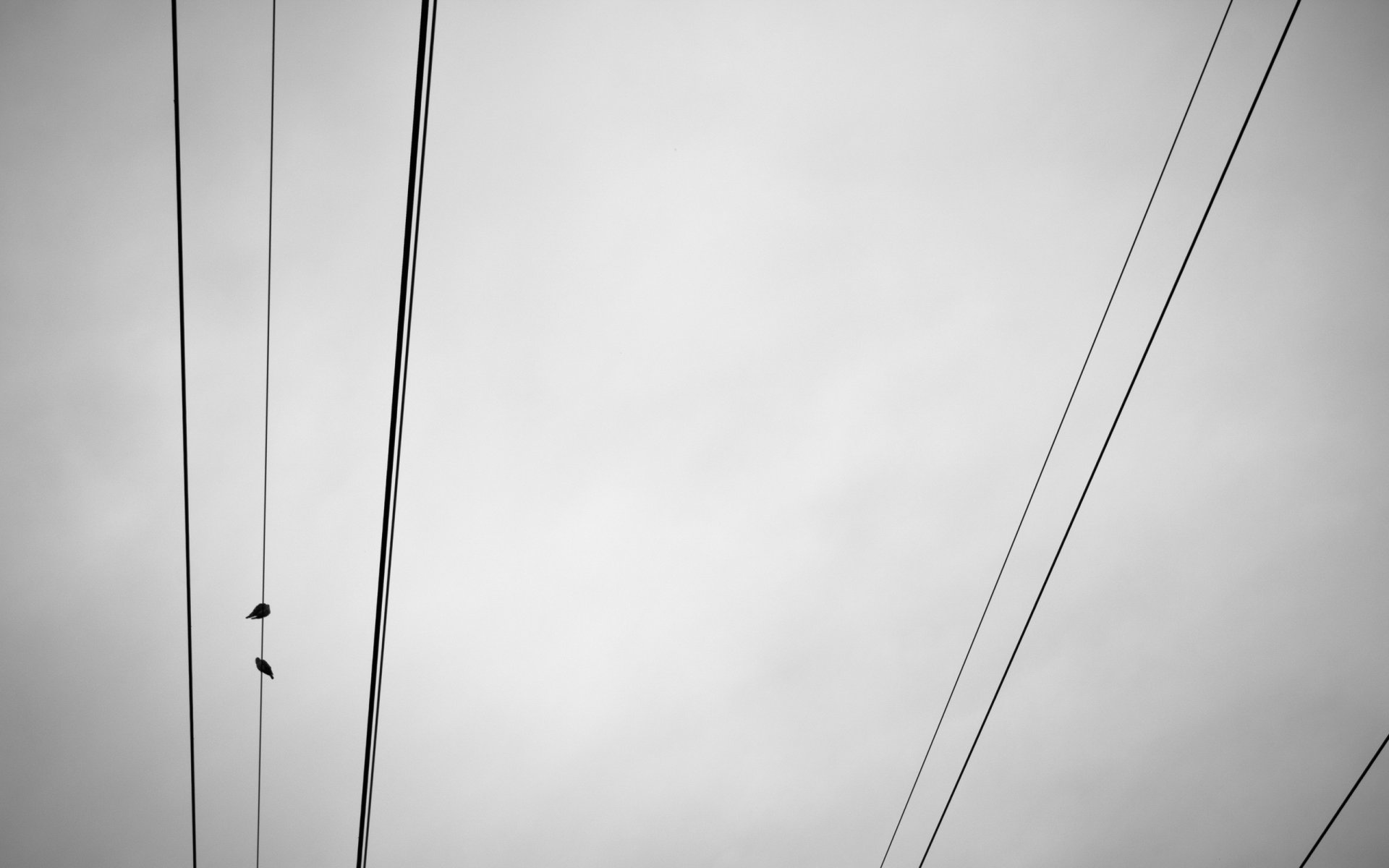 cables pájaros cielo minimalismo