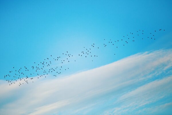 Vögel fliegen. Blauer Himmel