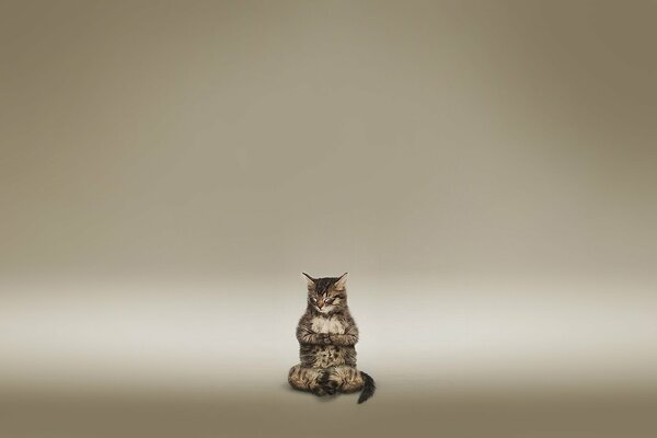 Medytacja kota na brązowym tle