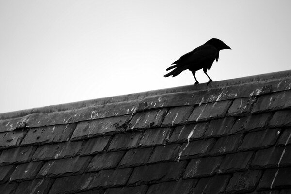 Black crow on the roof of the house