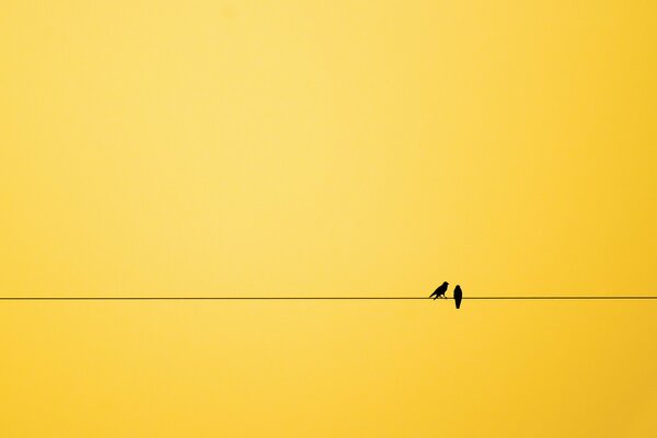 Dwa ptaki na linii na żółtym tle