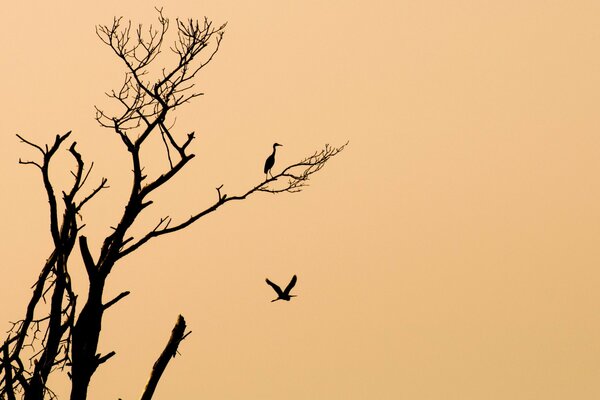 Vögel auf einem Baum auf einem Pfirsichhintergrund