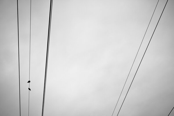 Oiseaux sur les fils sur fond de ciel automne gris