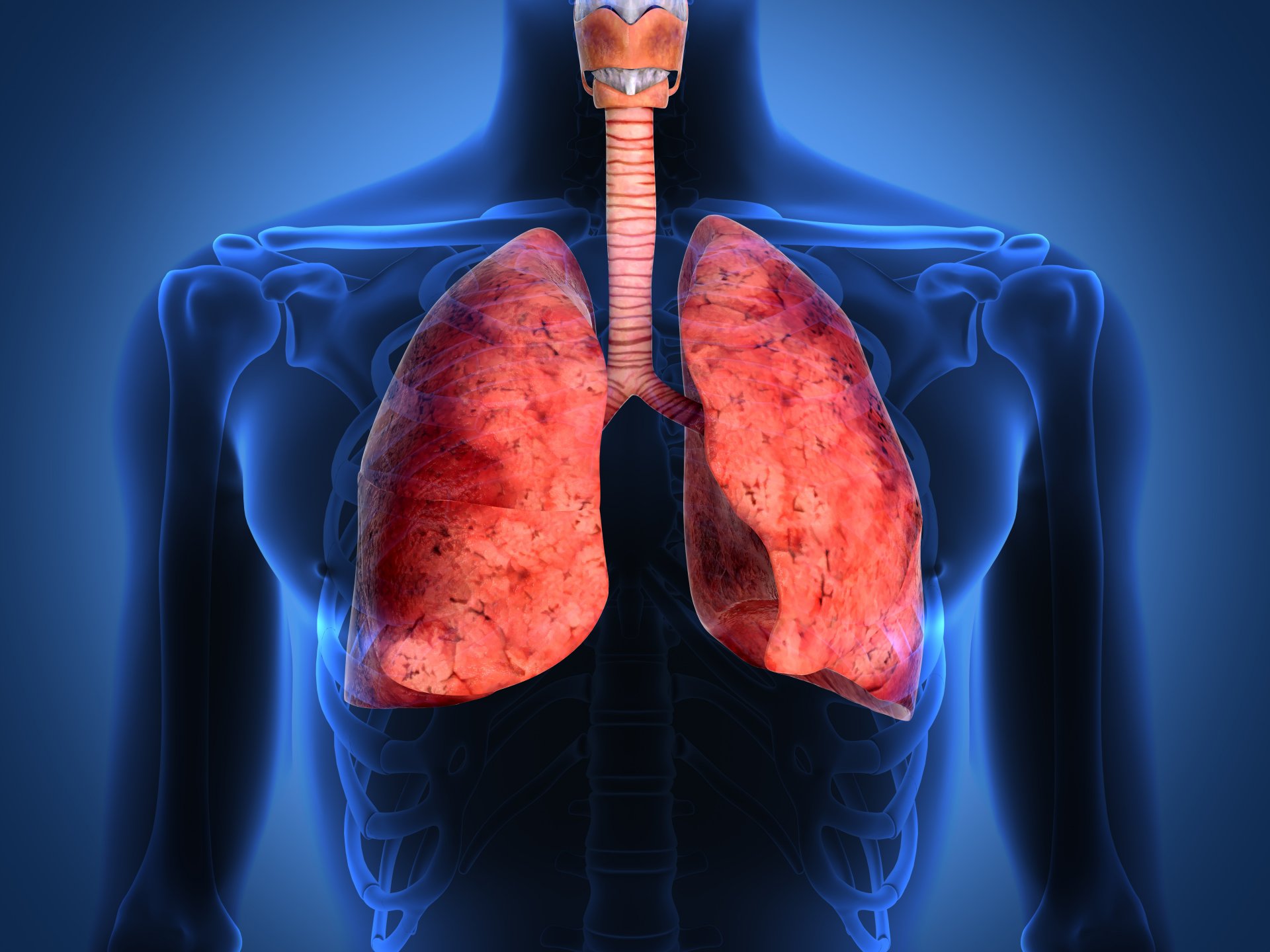 pulmones cuerpo humano vías respiratorias