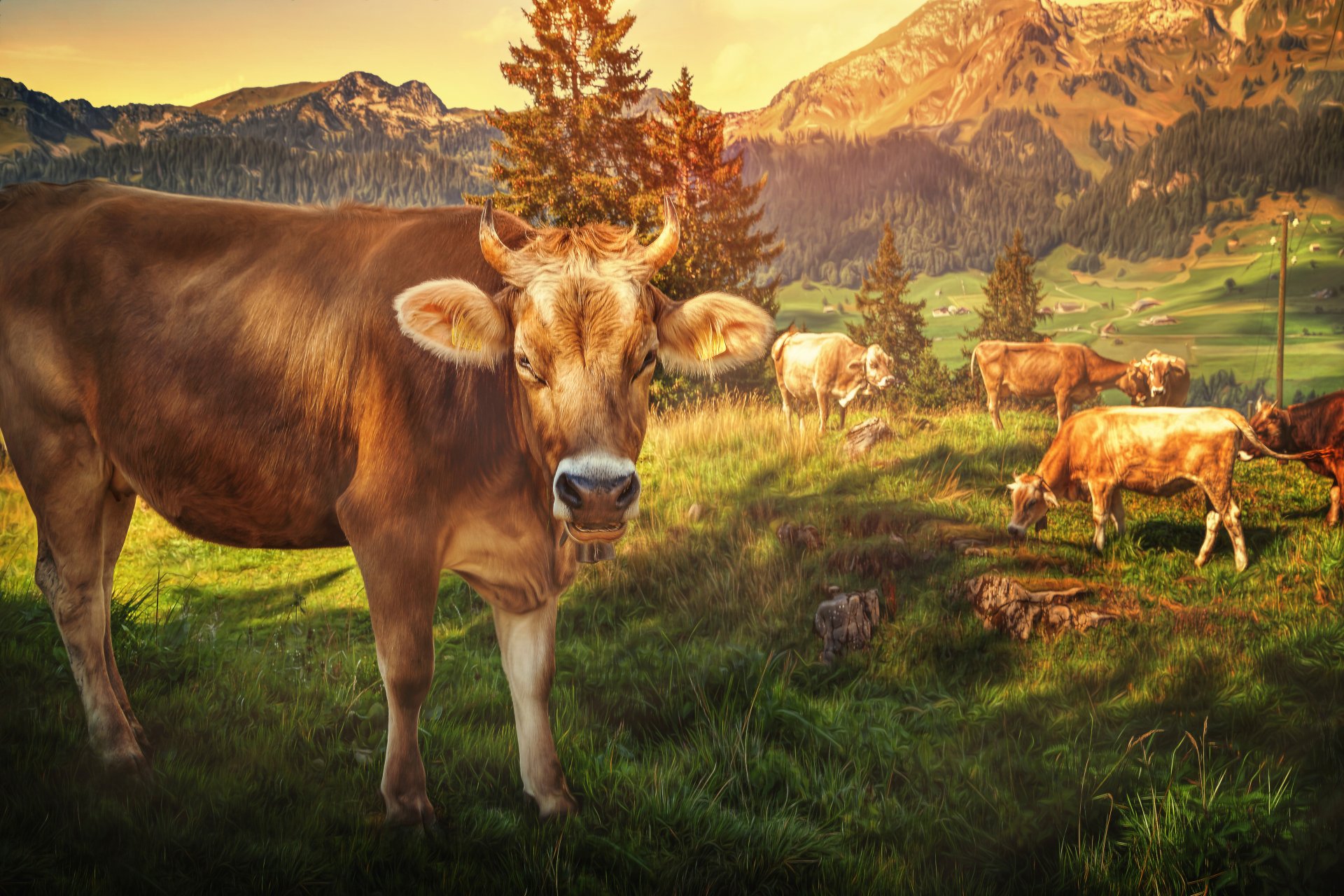 kühe berge verarbeitung