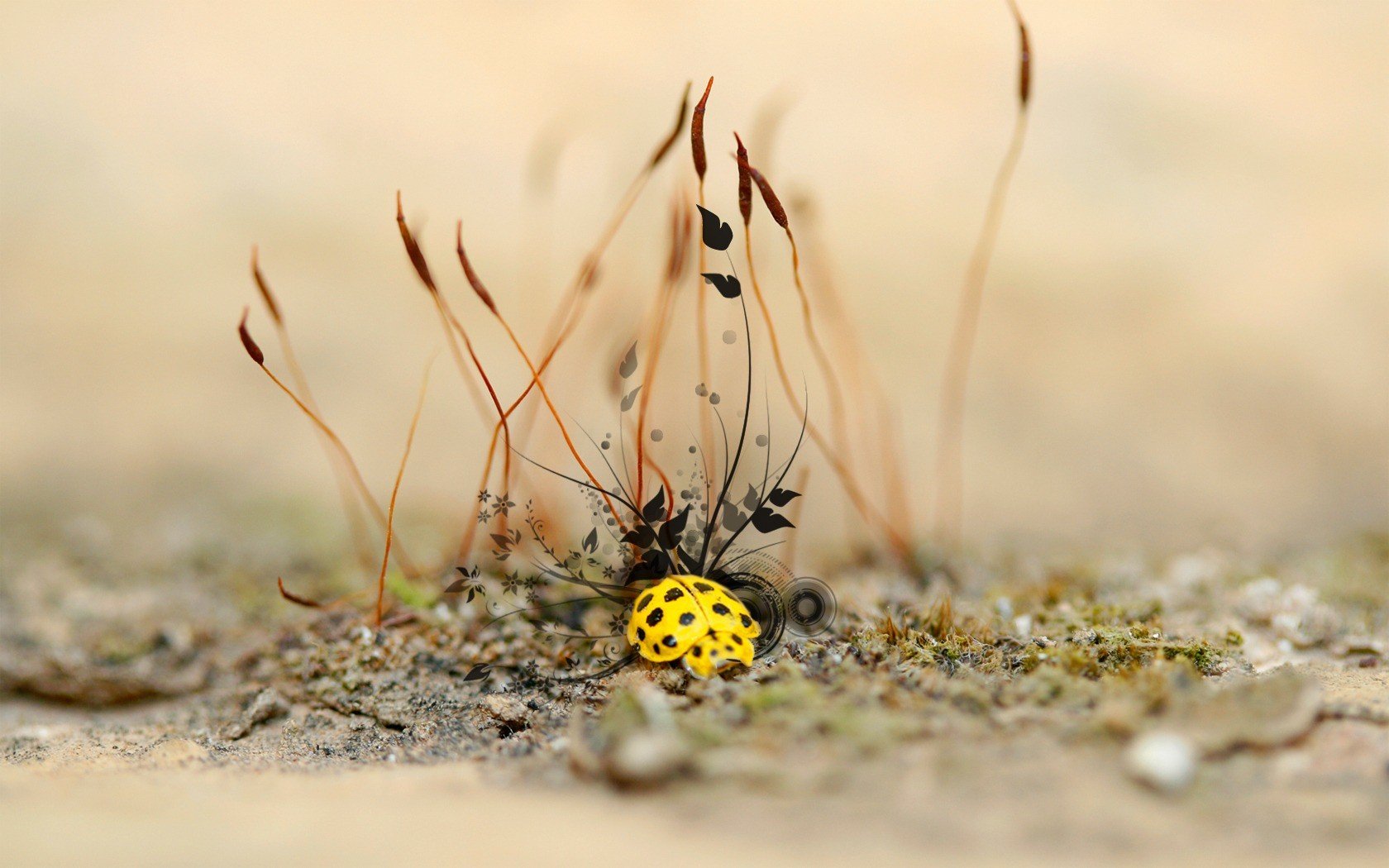 coccinella lavorazione pianta