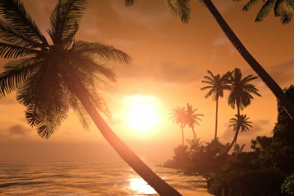 Puesta de sol en los trópicos vista de las palmeras