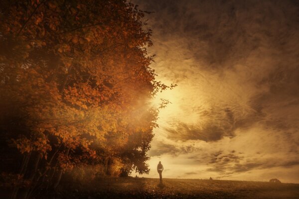 Hermoso sol de otoño contra un árbol