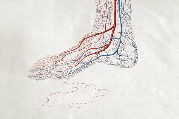 Venous circulation system of the foot