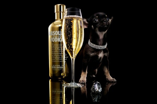 A puppy next to absolut vodka and a glass of champagne