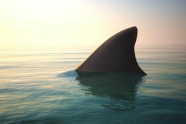 Danger à proximité-aileron de requin dans l océan