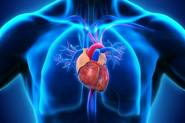 Anatomia estetica al neon-cuore nel petto