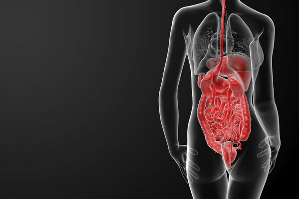 Körper einer Frau sichtbar Organe