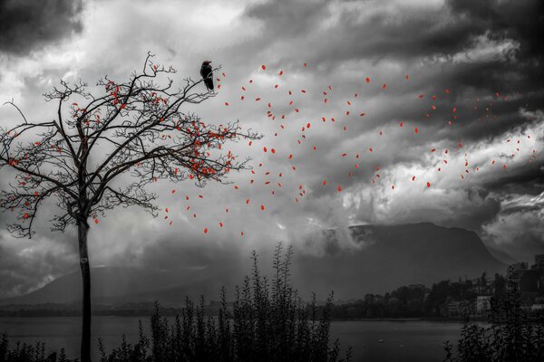 Ворона сидит на дереве с которого опадают листья