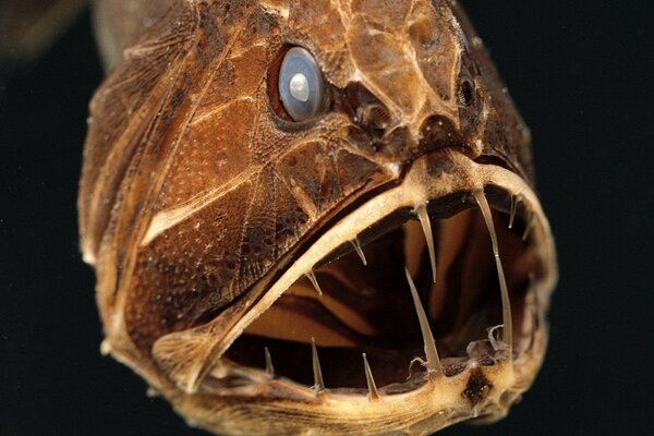 La gueule d un poisson avec arêtes et de longues dents