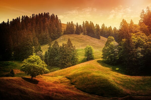 Trees growing on hills