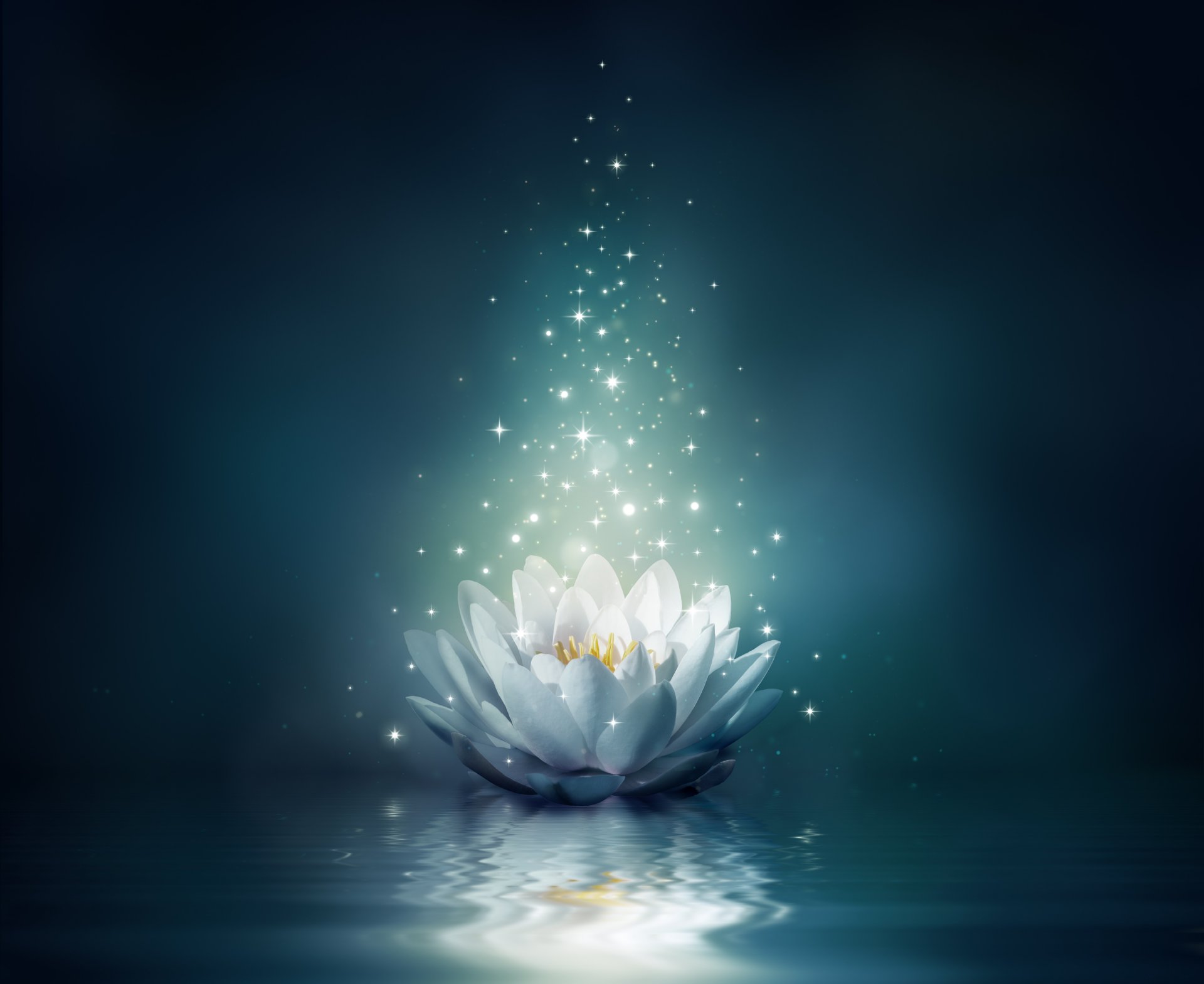 water lily flower bloom water sparkle lotus light