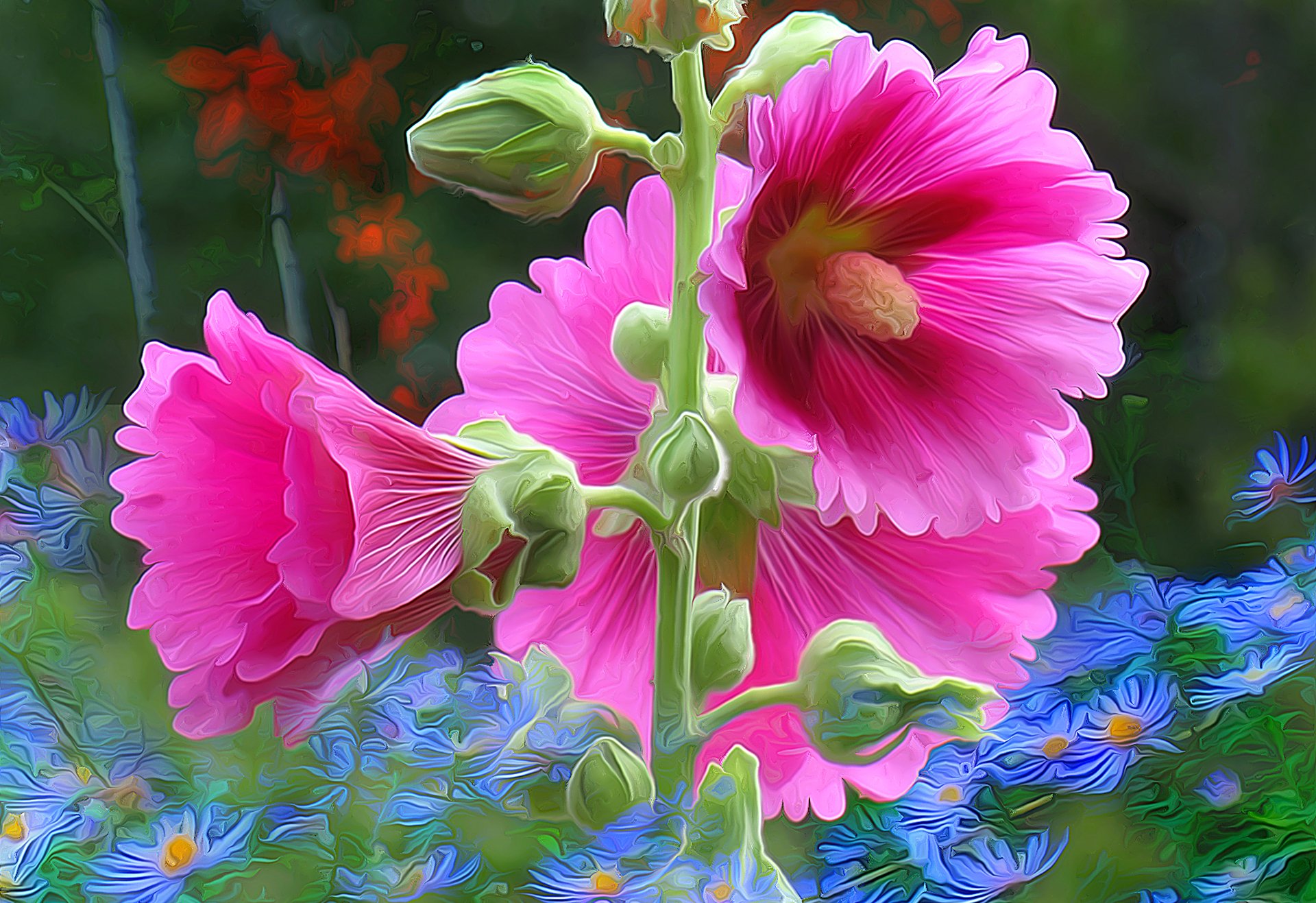 fleurs pétales rose trémière des lignes jardin