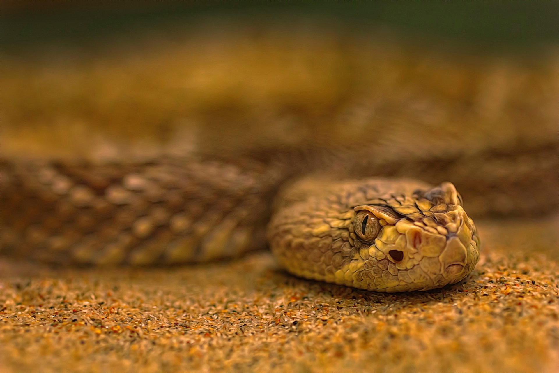 serpente sabbia bokeh lavorazione