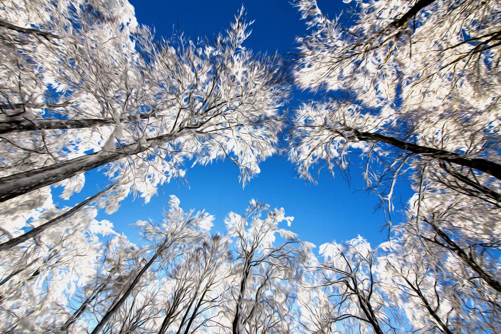 naturaleza cielo árboles ramas nieve líneas trazo