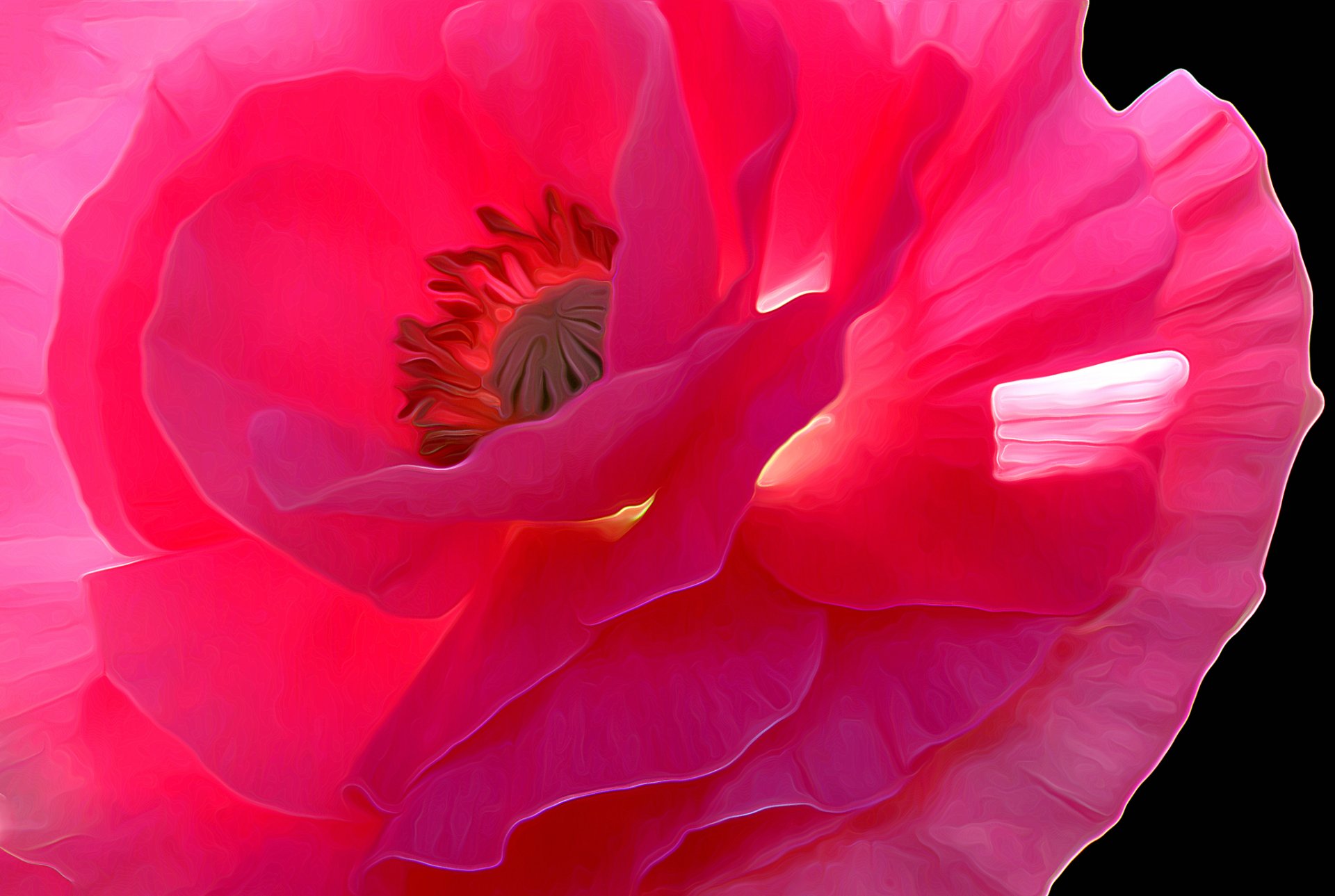 line flower poppy petals close up