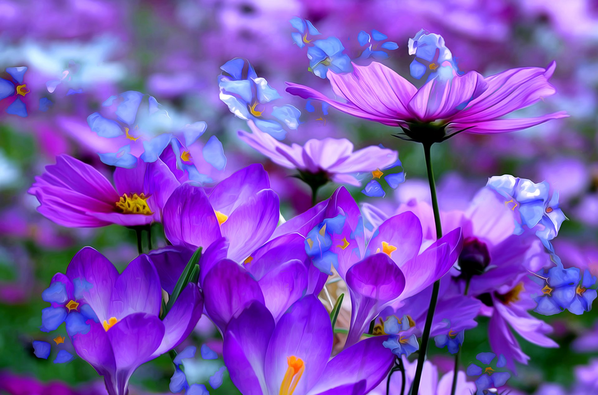 flores cosmea azafrán pétalos macro pinturas líneas