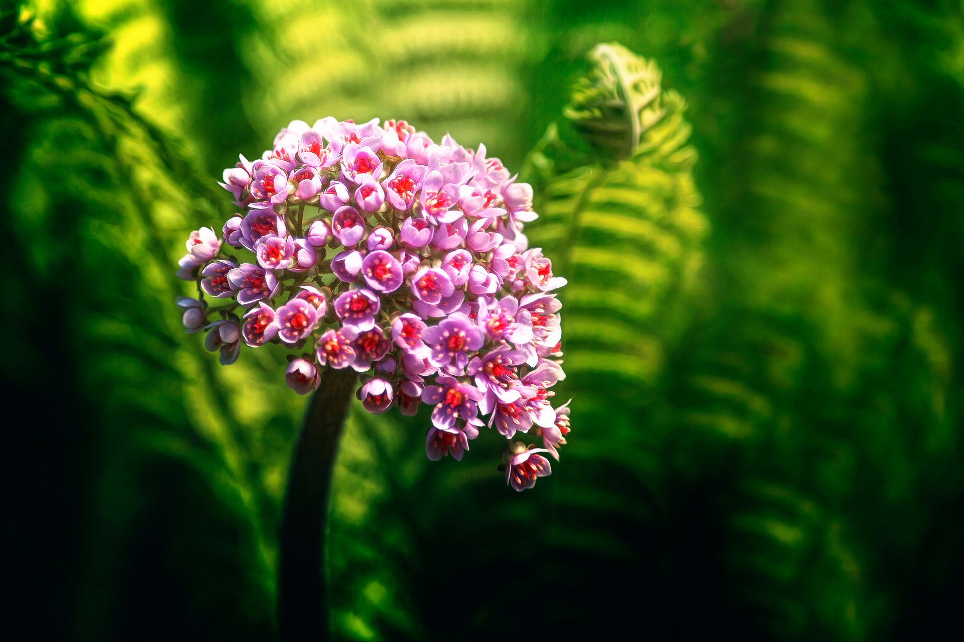 colori della natura fiore pianta bokeh verde lavorazione