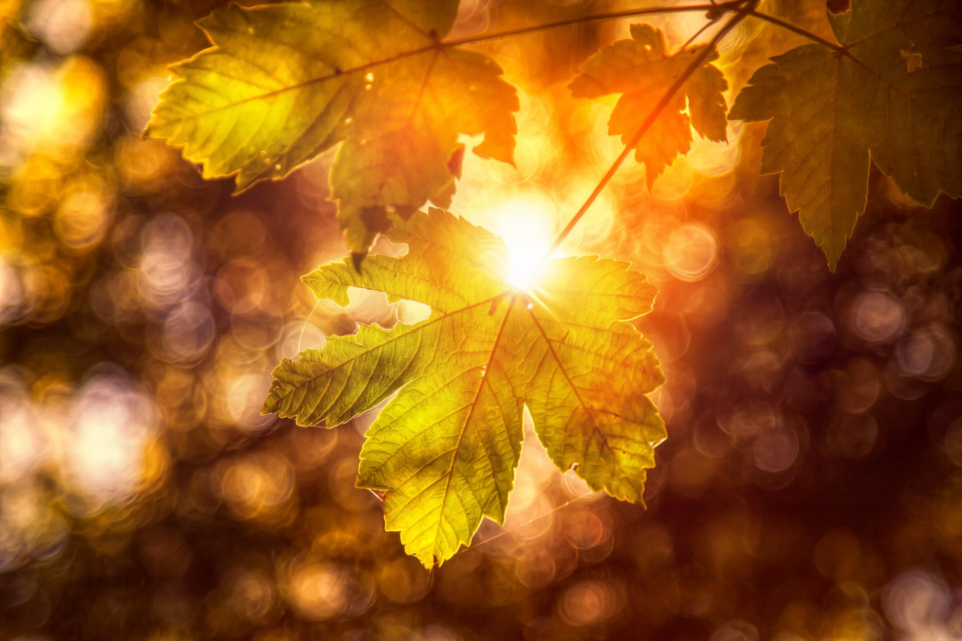 hoja otoño tratamiento