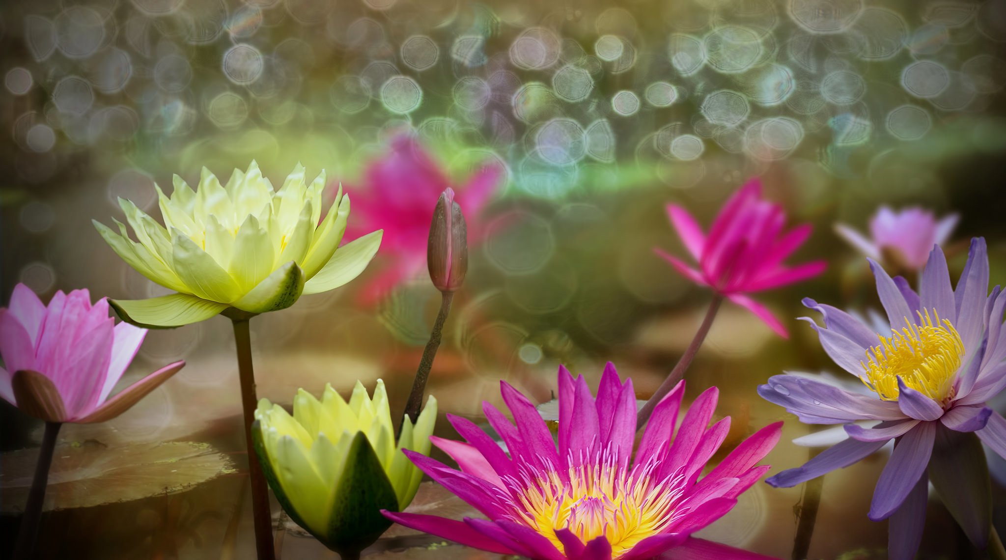 wasser blumen seerosen blätter blasen