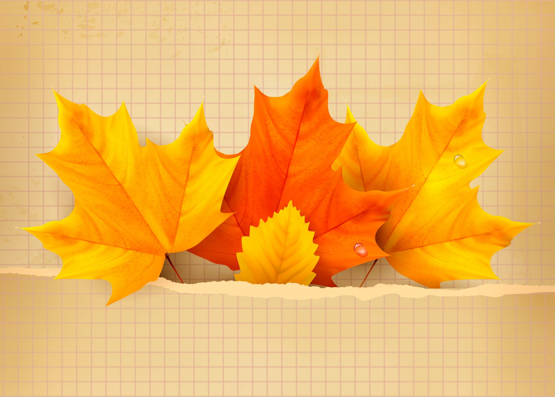 autumn leaves maple autumn background