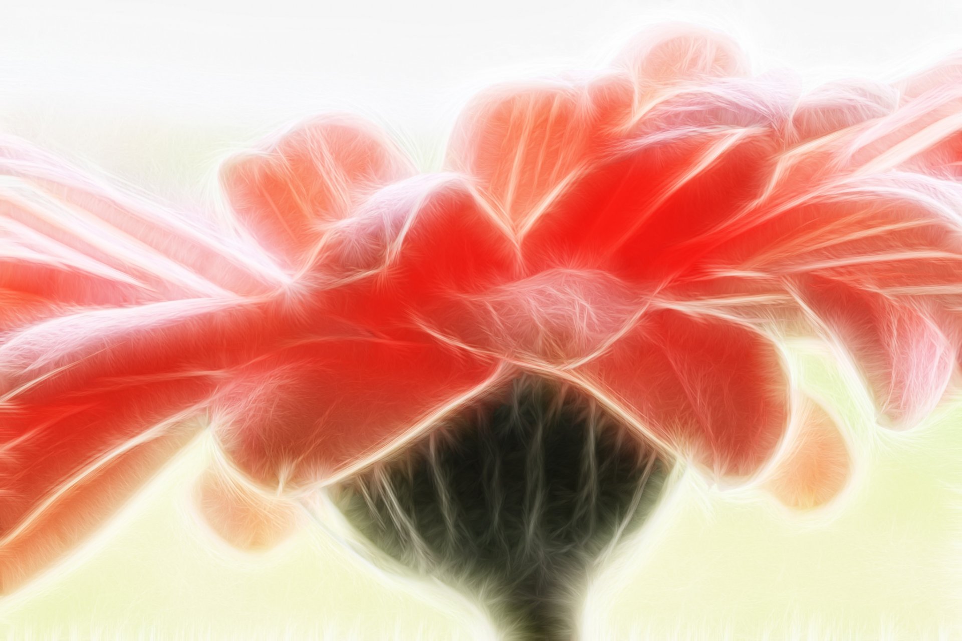 gerbera petals line close up flower