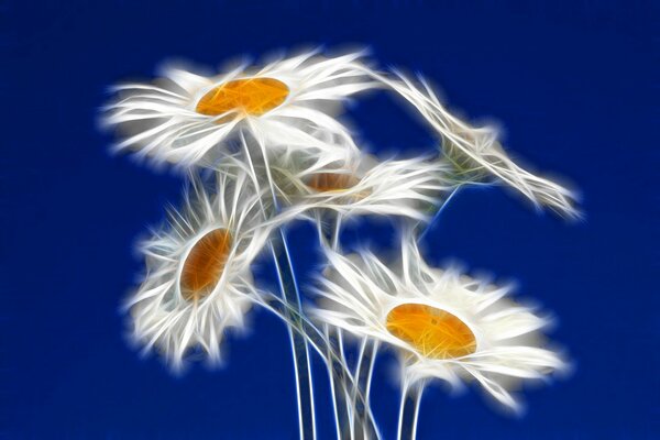 Beautiful daisy flowers on the sky background