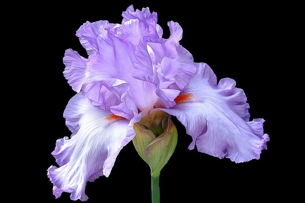 Lilac iris flower on a green stem and on a dark background