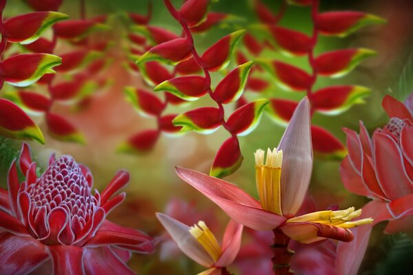 Pink flower buds on twigs