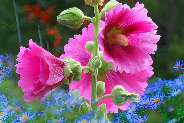 Rosa Malvenblüten mit blauen Gänseblümchen