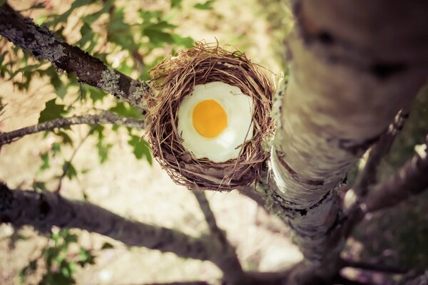 Ein Nest mit Eiern auf einem Baum