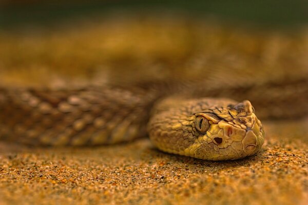 Lavorazione del serpente di sabbia qualitativamente