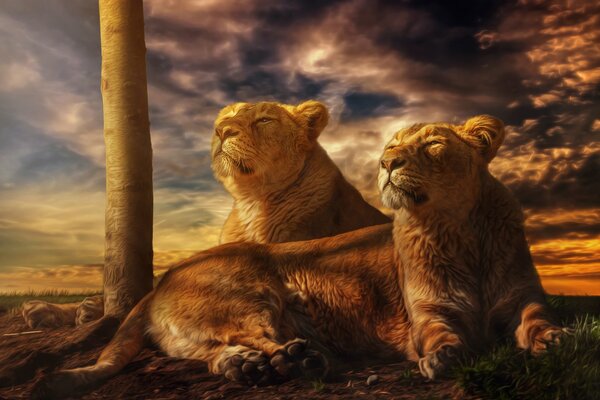 Lionesses are resting under the firmament