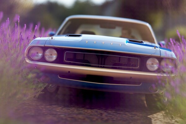 An old blue car in a lavender field