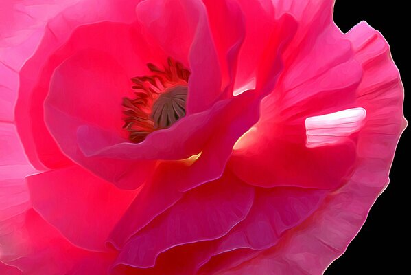 Rose, fleur de pavot dans le jardin