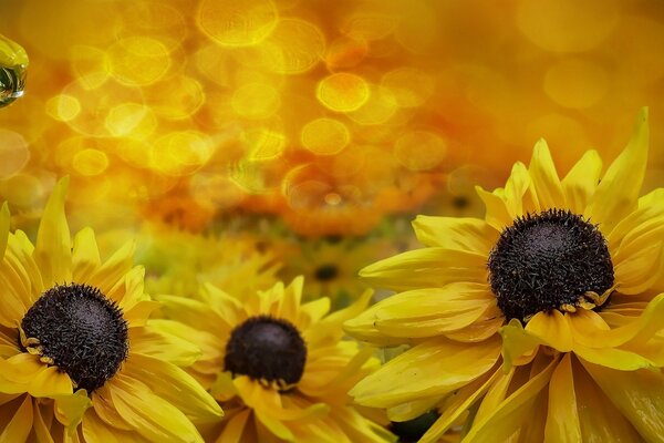 Sunny yellow flowers with dew drops