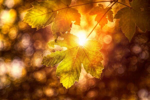Jesienny liść. Promień słońca