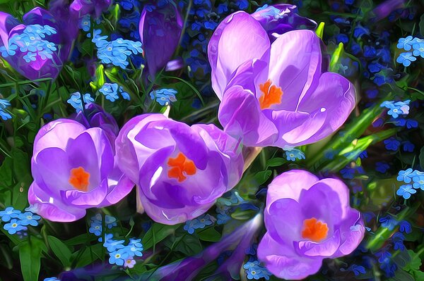 Crochi viola su uno sfondo di erba e piccoli fiori blu